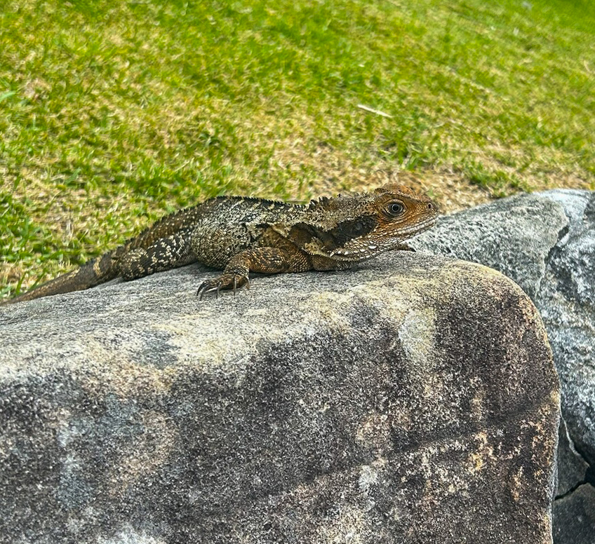 September - Lazy Lizard by Jackie Brant